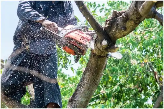 tree services Elk Point